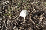 Amanita thiersii image