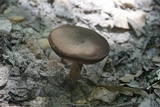Tylopilus porphyrosporus image