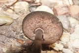 Tylopilus porphyrosporus image