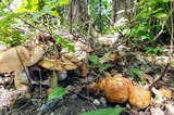 Russula fragrantissima image