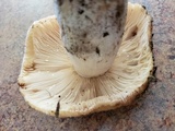 Russula fragrantissima image