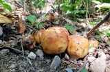Russula fragrantissima image