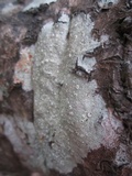 Lecanora caesiorubella image