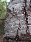 Lecanora caesiorubella image