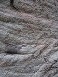 Lecanora caesiorubella image