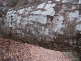 Lecanora caesiorubella image