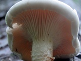Neolentinus lepideus image