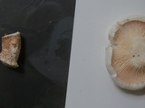 Neolentinus lepideus image