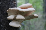 Pleurotus populinus image