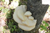Pleurotus populinus image