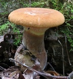 Tapinella atrotomentosa image