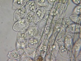Eryniopsis caroliniana image