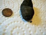 Xylaria polymorpha image