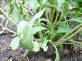 Xylaria polymorpha image