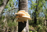 Pleurotus populinus image