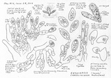 Eryniopsis caroliniana image