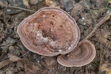 Nigroporus vinosus image