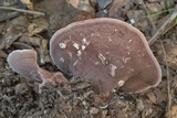 Nigroporus vinosus image