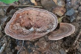 Nigroporus vinosus image