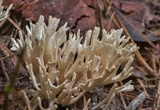 Tremellodendropsis semivestita image