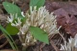 Tremellodendropsis semivestita image