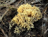 Ramaria thiersii image