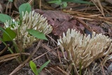 Tremellodendropsis semivestita image