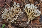 Tremellodendropsis semivestita image