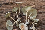 Ripartitella brasiliensis image