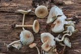 Ripartitella brasiliensis image