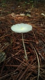 Leucocoprinus fragilissimus image
