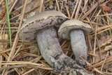 Tylopilus griseocarneus image