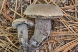 Tylopilus griseocarneus image