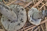 Tylopilus griseocarneus image