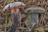 Tylopilus griseocarneus image