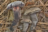 Tylopilus griseocarneus image