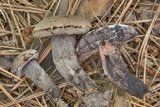 Tylopilus griseocarneus image