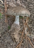 Amanita onusta image
