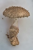 Amanita onusta image