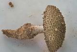 Amanita onusta image