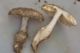 Amanita onusta image