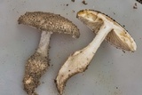 Amanita onusta image