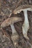Amanita onusta image