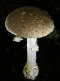 Amanita multisquamosa image