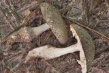 Amanita onusta image