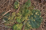 Coleosporium elephantopodis image