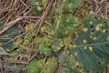 Coleosporium elephantopodis image
