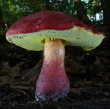 Boletochaete bicolor image