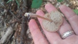 Entoloma strictius image