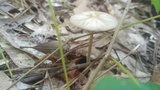 Entoloma strictius image